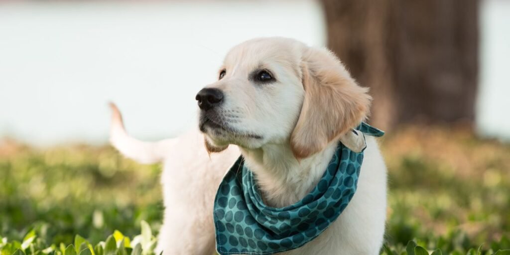 Why dogs wear bandanas