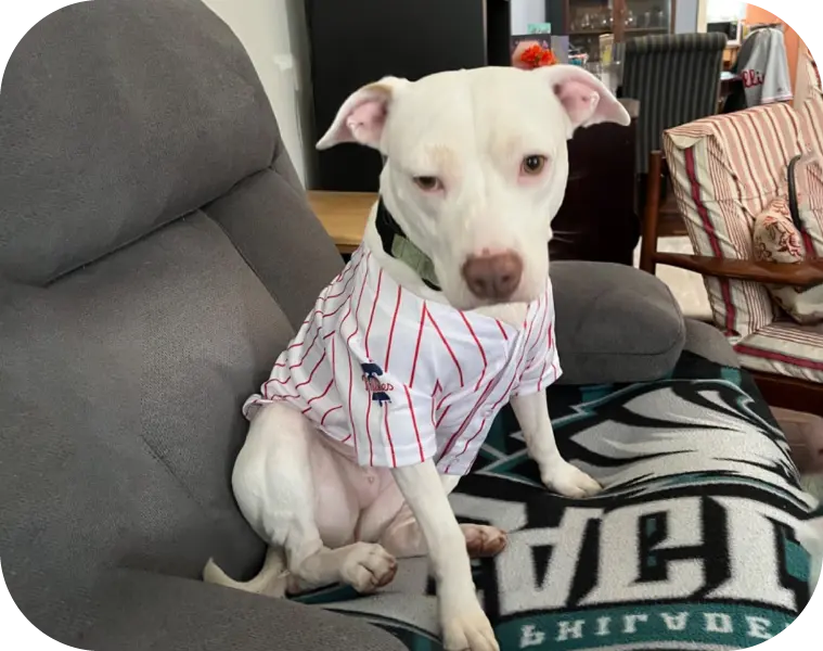 Custom Dog Baseball Jerseys