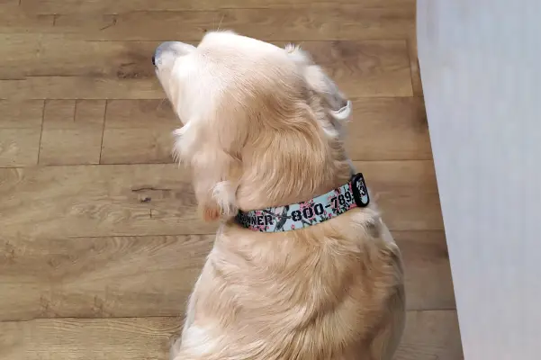 Custom Collar For Dogs in Action (14)