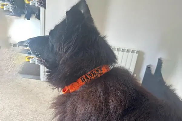 Custom Collar For Dogs in Action (22)