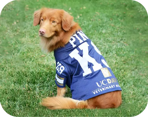 Custom Dog Football Jersey