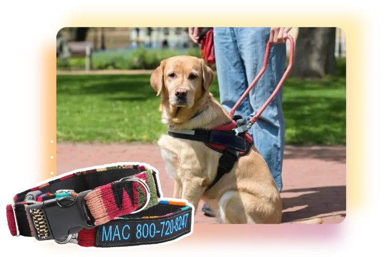 Custom dog collars with name