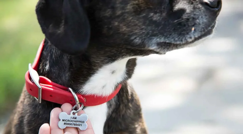 How to Attach a Dog Tag to the Collar