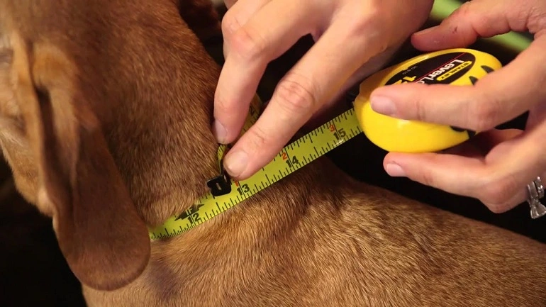 How to Measure Your Dog's Neck