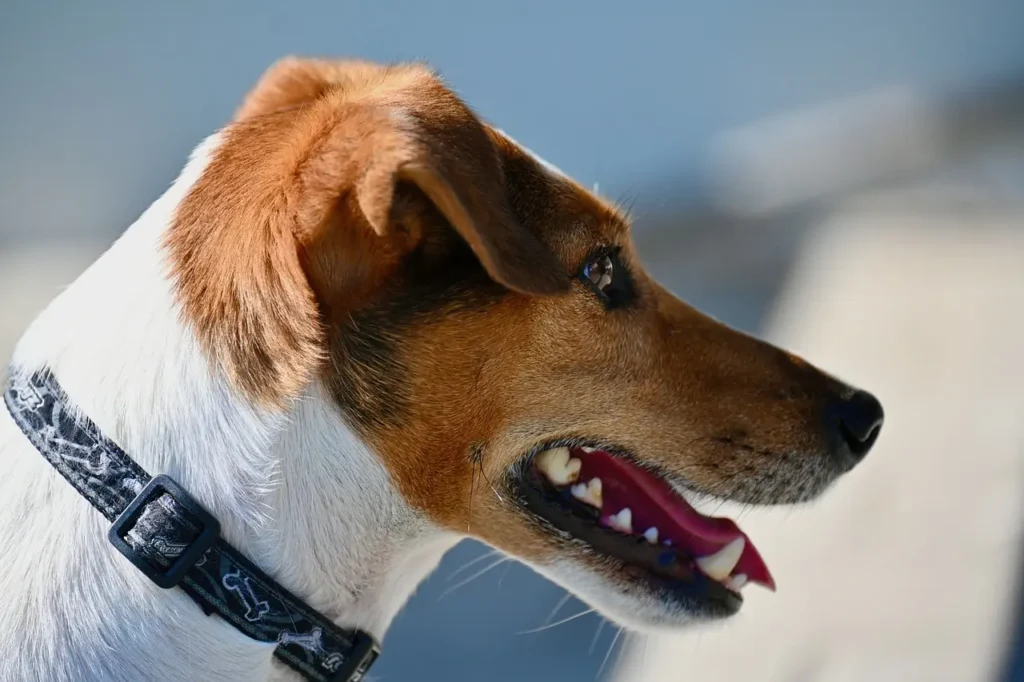 How to Sew a Dog Collar