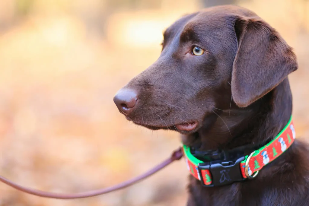 Do Dogs Like Their Collars