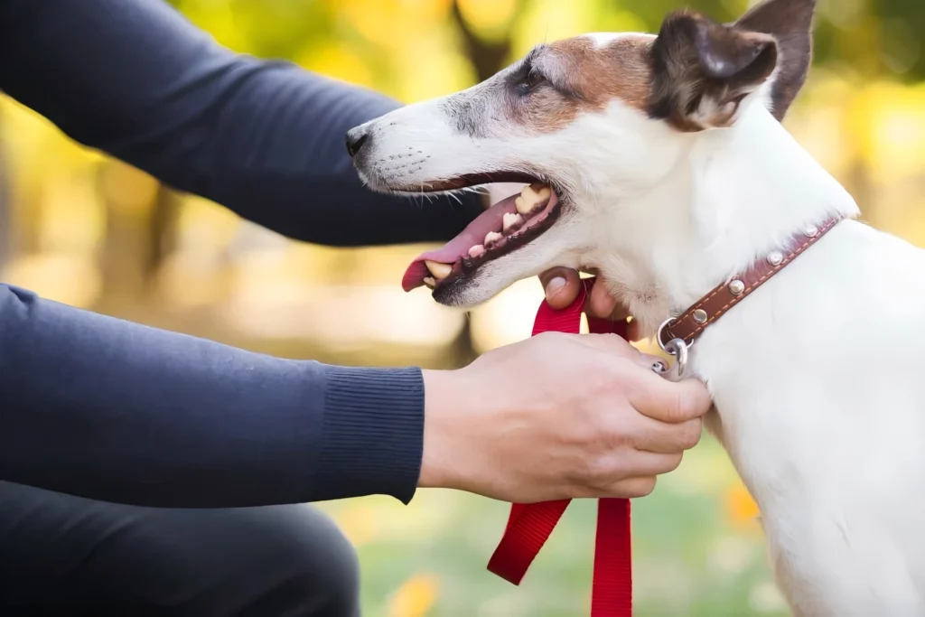 How to Put a Collar on a Dog