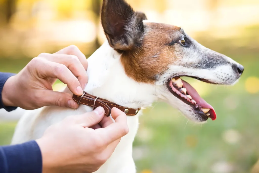 How to Tighten a Dog Collar