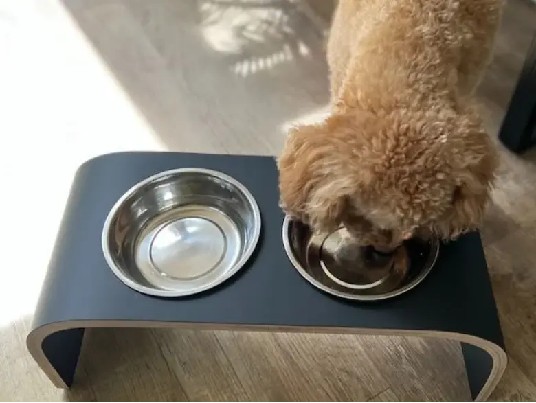 Why is it Important to Clean Dog Bowls