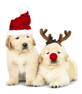 Christmas Puppy