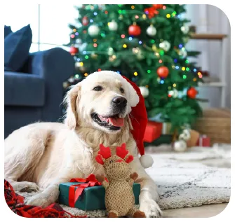 Custom Christmas Stockings for Pets