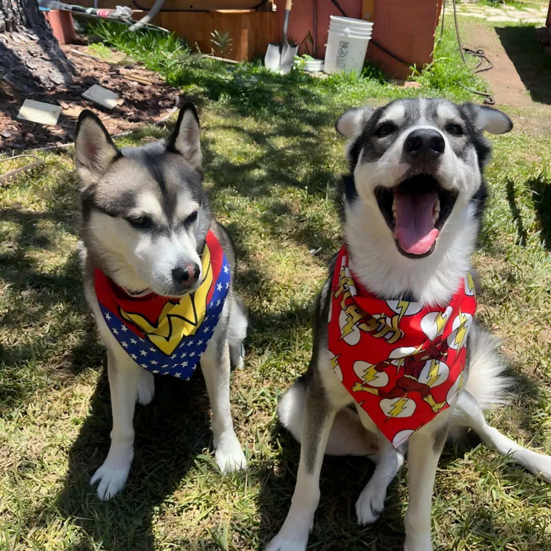 Personalized Dog Bandanas for Pet Lovers